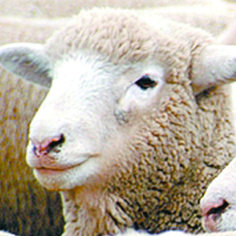 Feature Breed Feature Breed